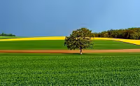 Claredat per Meditació Yun Hwa