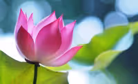 Sutra del Lotus